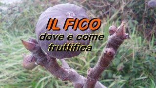 IL FICO DOVE E COME FRUTTIFICA [upl. by Ube]