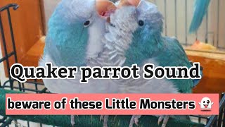 Quaker parrot Sounds  Quaker parrot screaming 😱 beware [upl. by Ursuline]