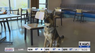 Meet the first therapy dog in the Hays County Sheriff’s Office [upl. by Tatiania]