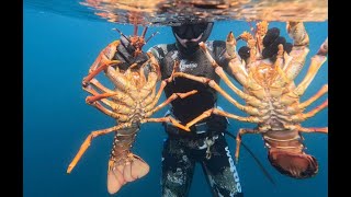 Big Bugs and Fish  Dive North of Akaroa [upl. by Barr]