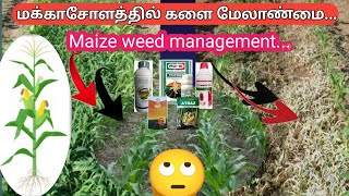 மக்காசோளம் களை மேலாண்மை  Maize weed management  vivasaya pokkisham  maize [upl. by Yelhs406]