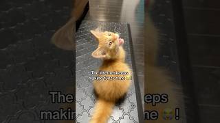 TATO 🦁 IS EXTRA CRWISPY TODAY‼️ fosterkittens orangecat viral meowcats [upl. by Calva]