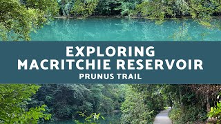 Exploring MacRitchie Reservoir Prunus Trail 🌿👣 Sept 2020 Singapore Nature Trees Run Snake [upl. by Roi]