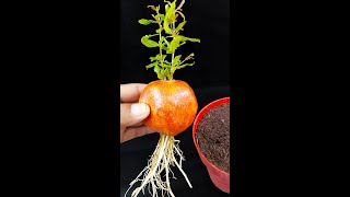 Grow a pomegranate tree from a single fruitviralvideoシ short Gardening graftingplant reelsvideo [upl. by Anabelle]