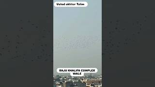 Raju khalifa Complex Wale🕊️👌pigeon racerpigeon kabootar birdspecies race shortfeed viralvideo [upl. by Mano125]