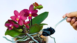 Geben Sie einfach einen Löffel dieses Produkts in die Wurzeln von Orchideen ein magisches Ergebnis [upl. by Asert]