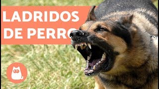 Ladridos de Perro  Muy bueno barking dogs [upl. by Houghton]