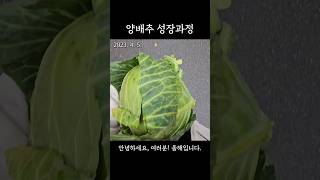 집에서 양배추 키우기  성장과정  Growing Cabbage  Brassica oleracea var capitata [upl. by Manny]