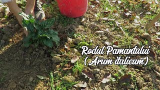 Rodul Pamantului Arum italicum RoxanaAlina [upl. by Nileuqcaj]