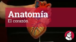 Anatomía El corazón [upl. by Rosse]