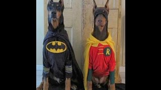 Why Dogs Hate Halloween [upl. by Pilloff]