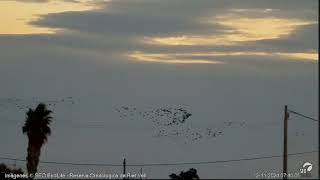 Moritos en vuelo Webcam laguna Riet Vell seobirdlife [upl. by Dennett946]