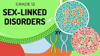 Sex linked Genetic diagrams [upl. by Nura]