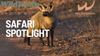 Meet the BatEared Fox  Virtual Safari Spotlight 🌿 [upl. by Auqenehs322]