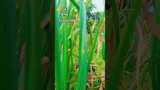 barish ka mosam ye song sune guis [upl. by Sices401]