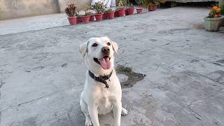 LABRADORS ARE WAY TOO AWESOME  FUNNY COMPILATION 2019  WHITE LABRADOR CUTE MOMENTS [upl. by Adnaval411]