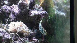 Leopard wrasse Macropharyngodon meleagris special beautiful [upl. by Pooh]