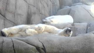 Eisbär und Elch  Tierpark Hagenbeck [upl. by Pope]