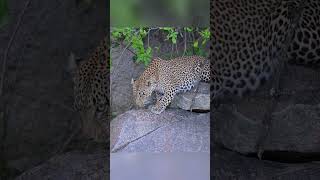 When Lion attacked Leopard wildlife animals [upl. by Narual806]