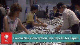 Land amp Sea Conception Bay Capelin for Japan [upl. by Aniras]