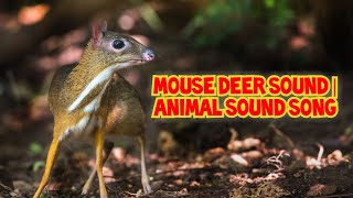 Mouse Deer Sound  Animal Sound Song [upl. by Atiuqehc]