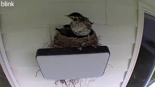 2 Robins left in the nest 5282023 [upl. by Roydd647]