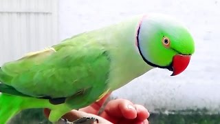 Indian Ringneck Parrot talking and whistling cute bird [upl. by Halilad577]