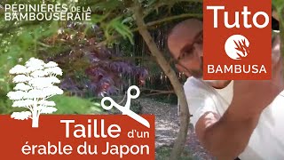 Taille dun érable du Japon par Philippe Borelly [upl. by Thorlie700]