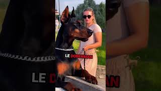 TOP 3 DES CHIENS LES PLUS MUSCLÉ  💪🏼🐶 animale animaux chien chiens chiene fort muscle [upl. by Eiuol]