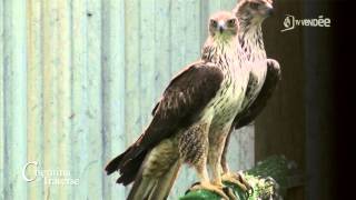 Chemins de traverse  Canoë entre Cugand et Clisson  Les aigles de Bonelli [upl. by Ahsoem235]