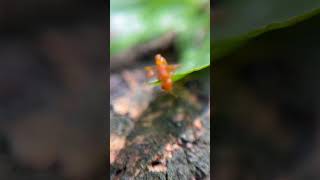 Pseudomyrmex Cf pallidus en Tolima Colombia [upl. by Philander]