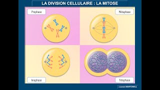 Tout savoir et comprendre sur la mitose [upl. by Nyllek534]