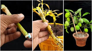 How to grow mango tree from cutting in banana tree trunk  Propagate mango tree [upl. by O'Neil]