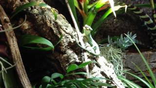 G001  Abronia Graminea feeding [upl. by Dlarej359]