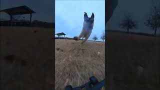 loki dog versus rccar music gorillaz germanshepherd rcbuggy [upl. by Asylem]