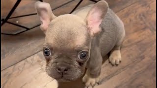 Stubborn Tiny Frenchie doesnt want to apologize to his mom even though he peed on the floor [upl. by Shultz]