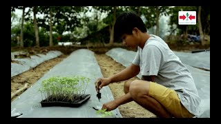 Step by step guide in growing Tomato Kumpletong gabay sa pagtatanim ng Kamatis [upl. by Ner]