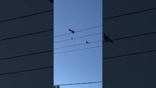 Two birds on a wire but its real funny birds sad [upl. by Sitoiyanap]