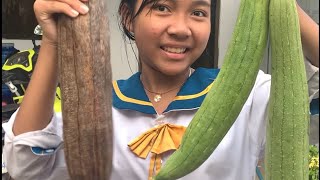 Harvesting loofah at home and at school [upl. by Atig]