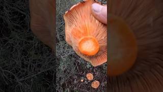 Milli mantarımız Kanlıcayı nasıl tanırız melki çıntar kanlıcamantarı bigali fungi mushroom [upl. by Juanne]