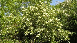 Viburnum  Our ColourChanging PomPom Tree [upl. by Prudie]