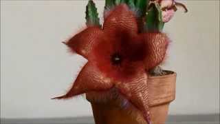 Stapelia time lapse [upl. by Ricker]