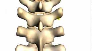 Spine tutorial 2  Features of a vertebra  Anatomy Tutorial [upl. by Ierdna]