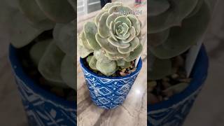 Echeveria Lola headchop update echeveria propagation succulentpropagation succulent echeverias [upl. by Egidius]