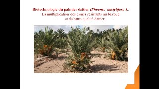 Biotechnologie du Palmier Dattier [upl. by Enilesoj]