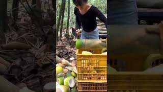 Watch These Stunning Women Harvest Bamboo Like Pros 😍 [upl. by Annaear]