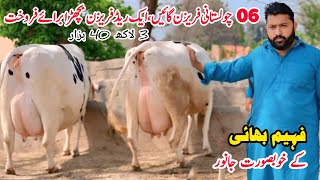 Taj Dairy Farm  Top Quality Cross Cow  Cholistani Friesian Cross Cow  Gaushala  Pk Janwar Mandi [upl. by Anerul]