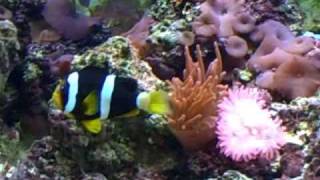 Clarkii Clownfish Video 1 [upl. by Ettedanreb]