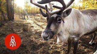 The Last Nomadic Reindeer Herders in the World [upl. by Notlem289]