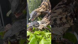 Juvenile Pied pectinata males spinytailiguana reptiles peacockbash pectinata ctenosaura [upl. by Esor]